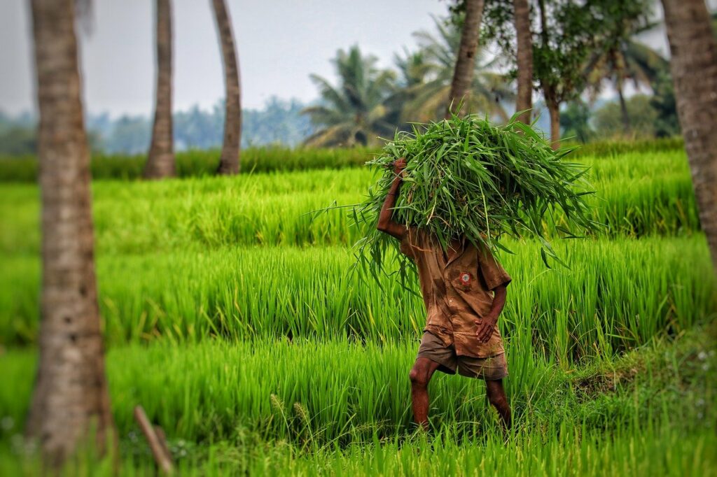 Boost seen for cotton sowing on good realisations, normal monsoon