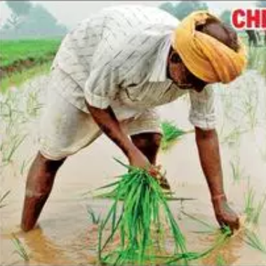 ‘Family farmers’ at your doorstep