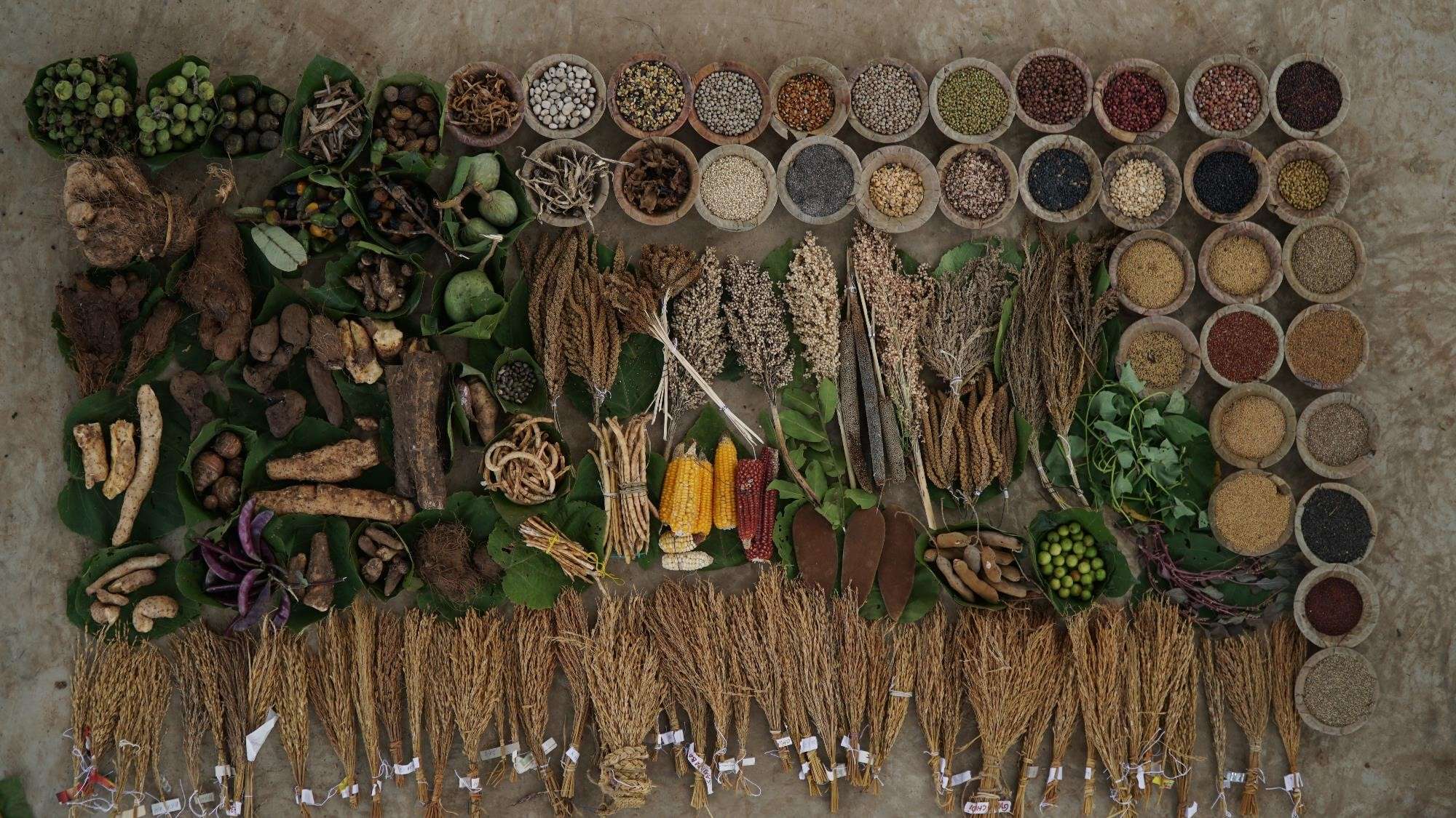 Productive Efficiency Of Traditional Multiple Cropping Systems Compared To Monocultures Of Seven Crop Species: A Benchmark Study