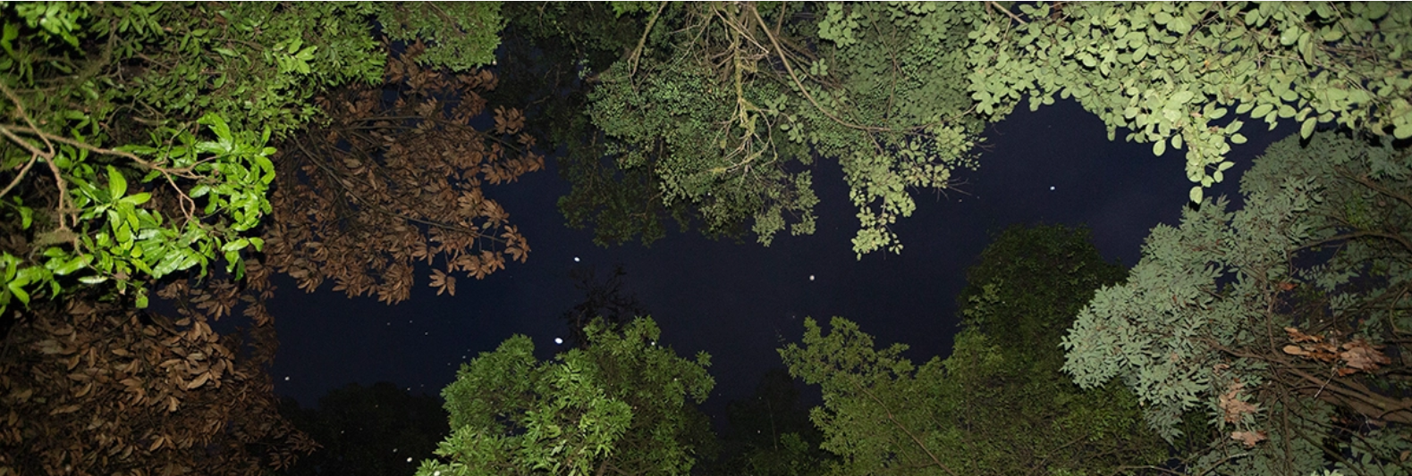 Why the ancient myristica swamps need more protection