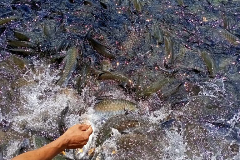 Fish sanctuaries and community support for conservation of Meghalaya's  mahseer - Vikalp Sangam