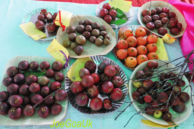 Passion Fruit Plantation Guide - Krishi Sandesh  Making Farming Easy -  Empowering Greener Tomorrow