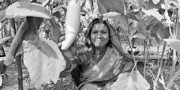 Organic farming gains ground in Sundargarh