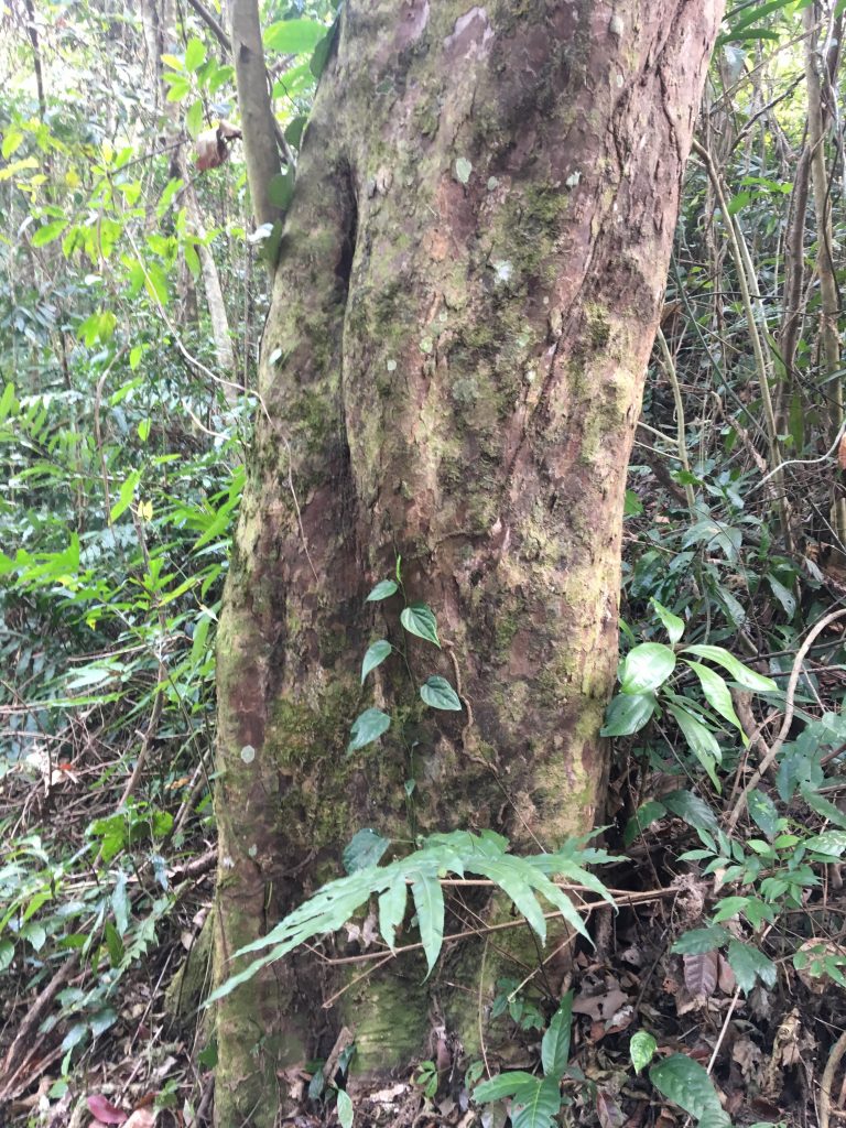 The forbidden forests of Meghalaya - Vikalp Sangam