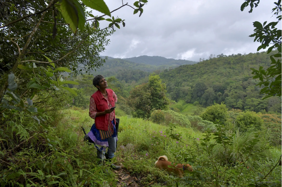 971px x 647px - Ecological 'holocaust': Women saving India's Western Ghats forest - Vikalp  Sangam