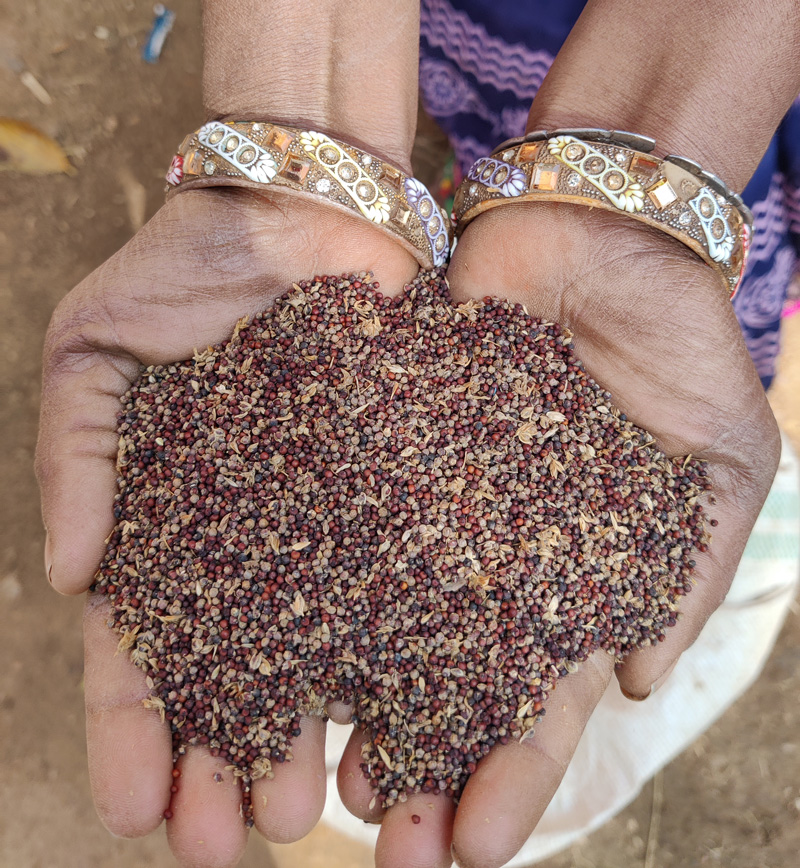 50000 Saal Ki Beech Ki Mahilao Ki Muslim X Sex - Millet farming brings nutrition, financial security for women farmers in  Bihar - Vikalp Sangam