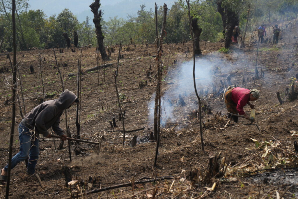 Reviving the Traditional Millet Based Bio Diverse Agricultural