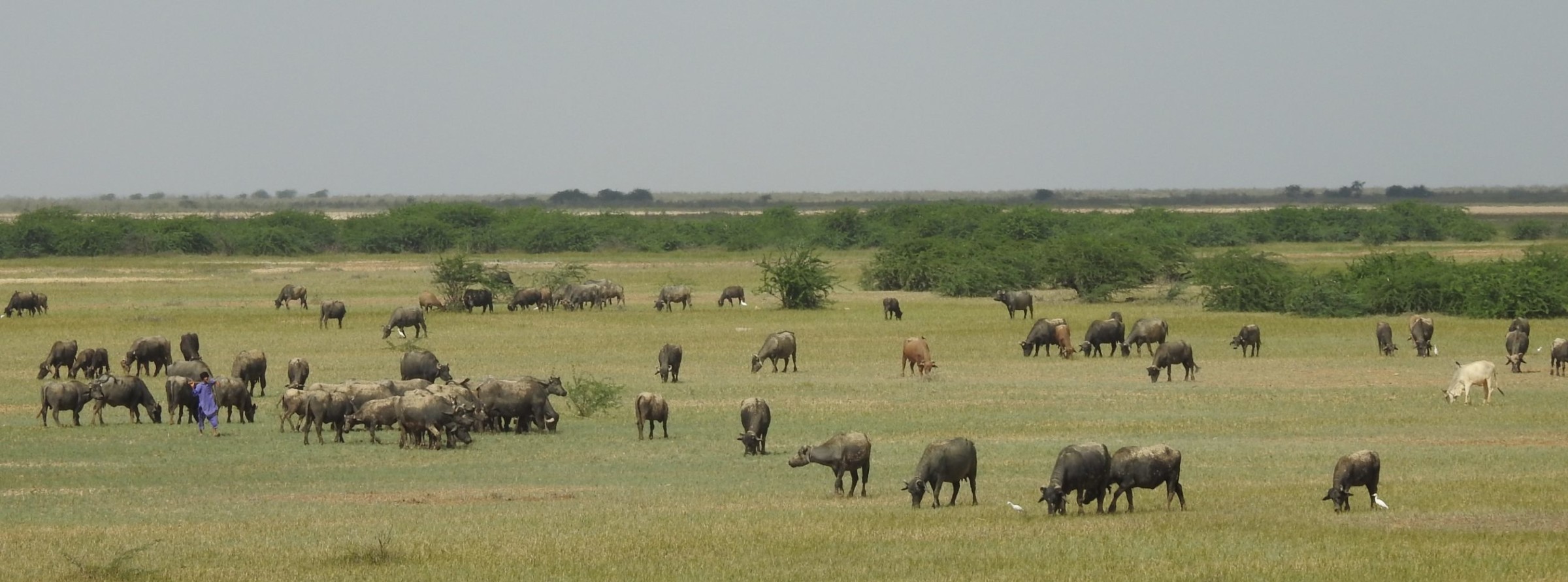 Restoring Indian grasslands does not require disturbing soil and planting grasses, but more science