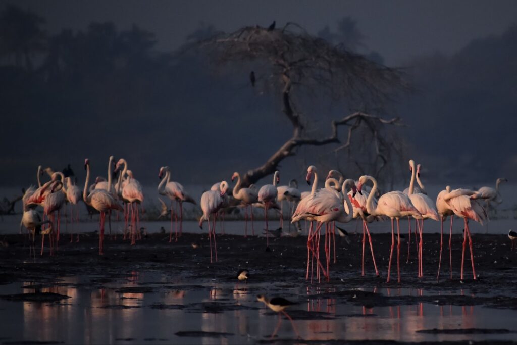 https://vikalpsangam.org/wp-content/uploads/2022/12/Akshay-N-Vasudha-Agnipankh-Flamingo-point-Flock-1024x683.jpg