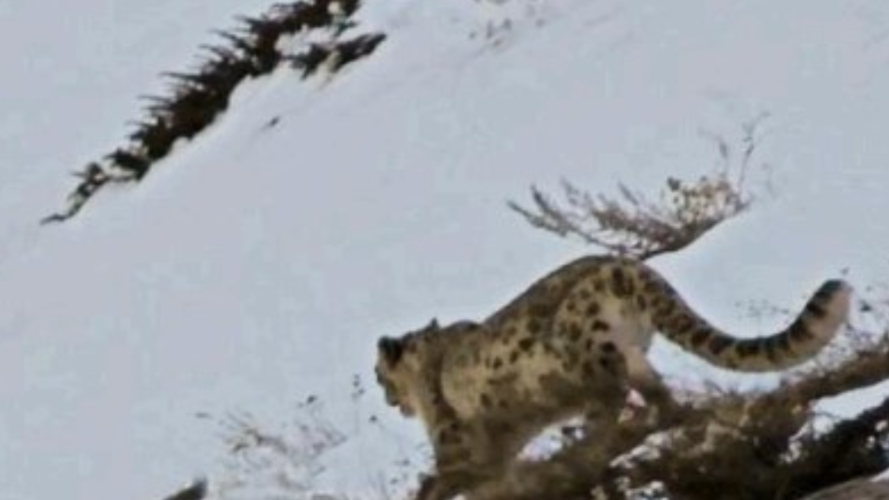 Hill tribes that once hunted elusive snow leopards now turn protectors