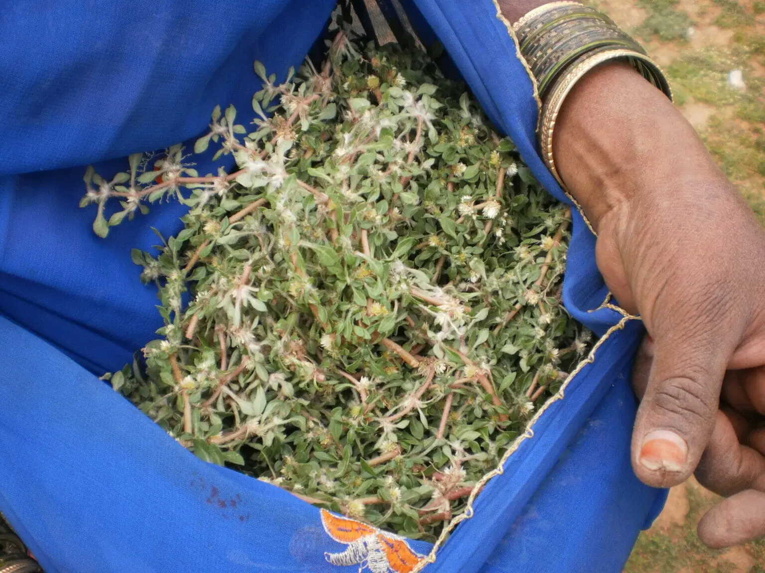 Chasing Soppu: A guide to wild edible plants in Bengaluru