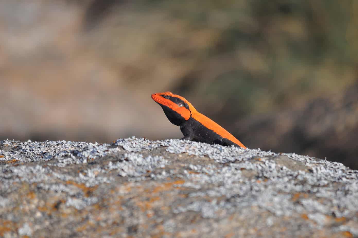 Biodiversity loss from mega real estate projects: What is missing, what can be done?