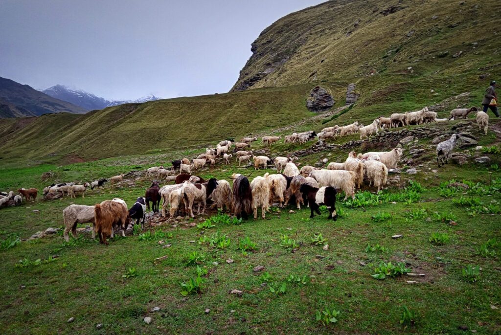 A Standoff- Shepherding and the Van Panchayats of Uttarakhand - Vikalp ...