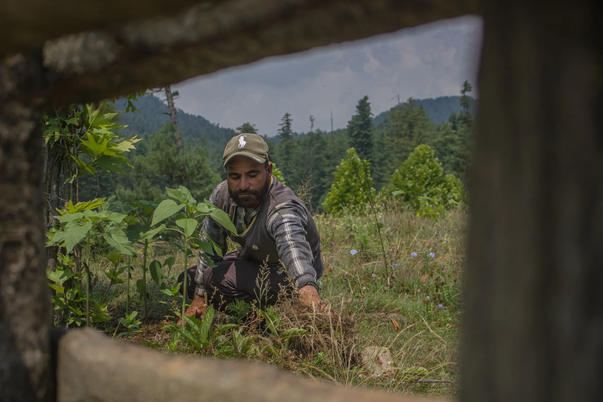 For The Love Of Trees: Kashmiri Man’s Lonely Quest Of Planting, Nurturing Chinars, Majestic Trees Of Valley