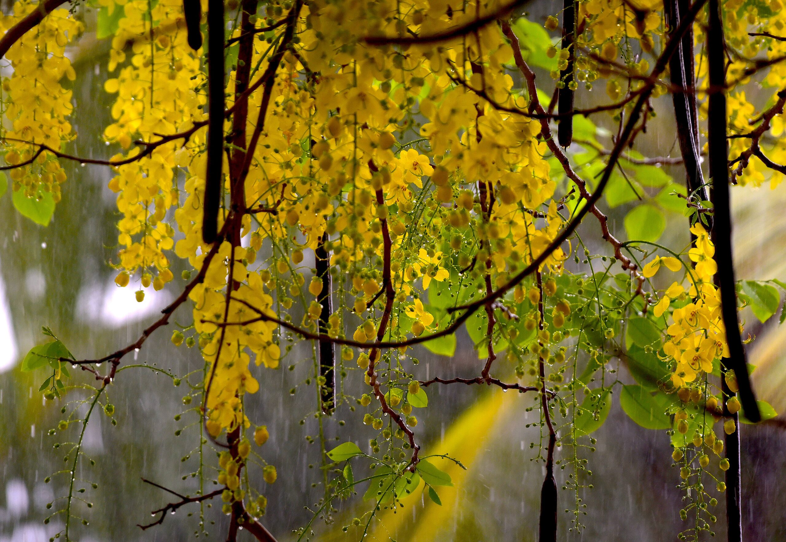 Look beyond the looks: To strategize and promote native trees in urban India