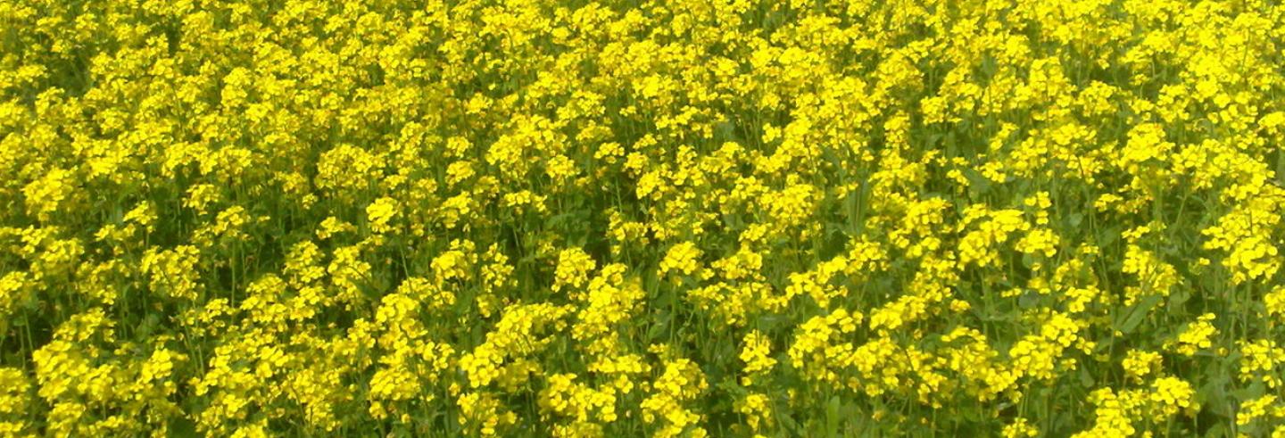 A Call for Expert and Public Consultations on Genetically Modified Mustard