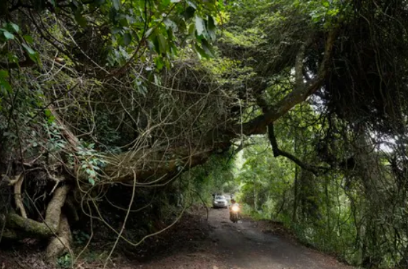 Put communities in charge of conserving sacred groves