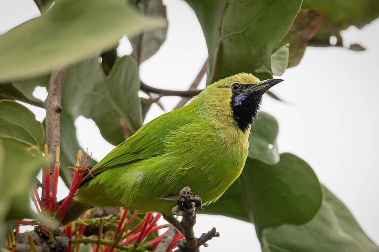 Tracking seasons through changing tree behaviour