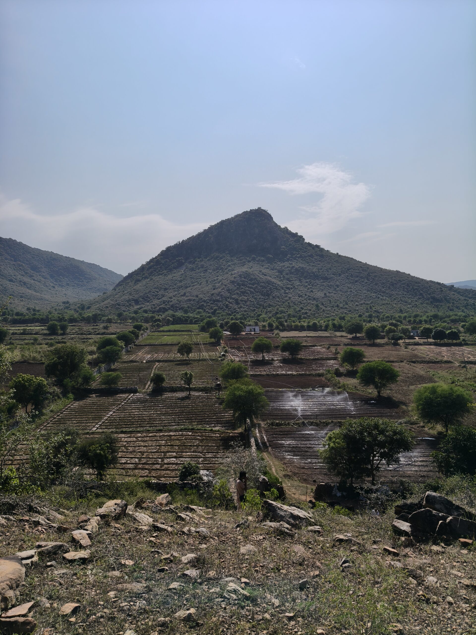 Regeneration in the Aravallis: communities bring back their forests