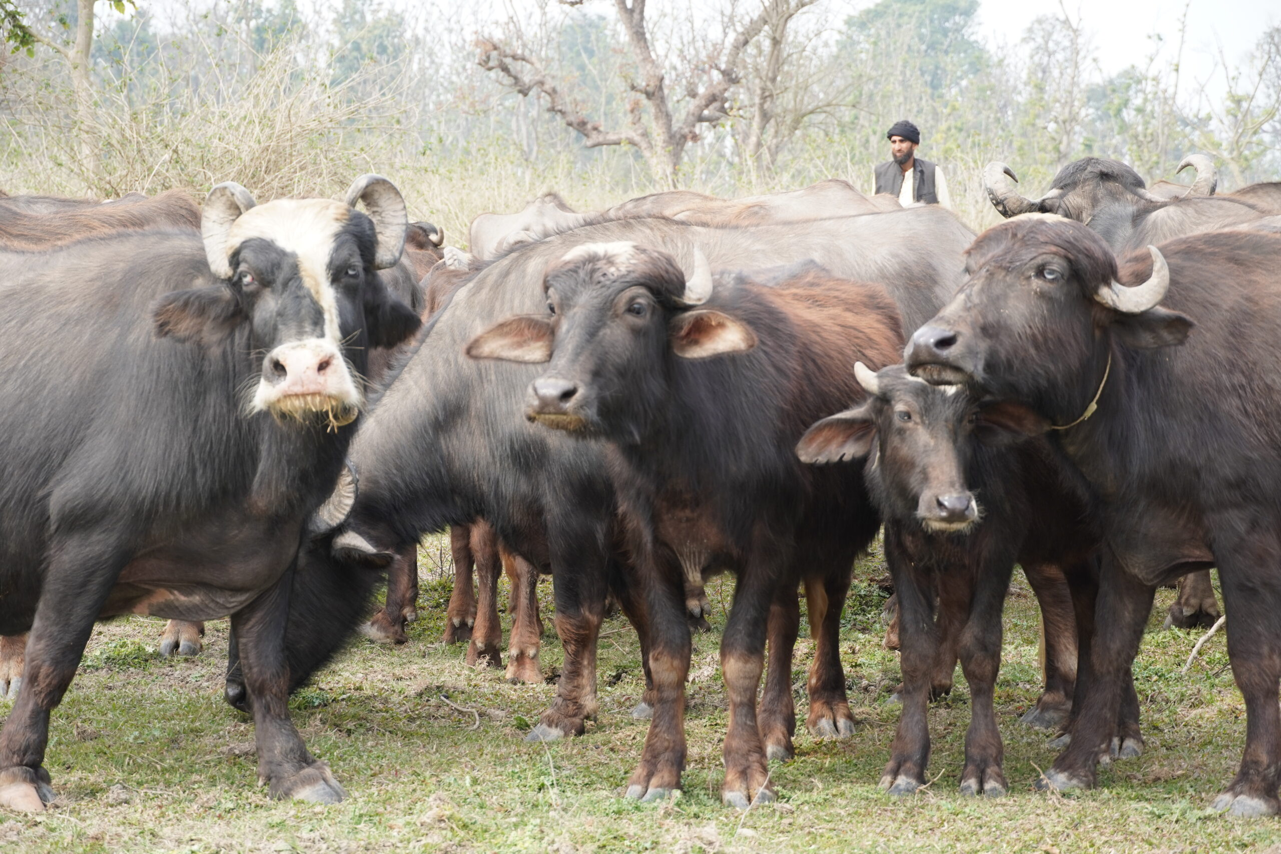 Biocultural Festival 2026, Gojri Buffalo