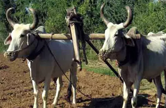 क्यों कमजोर हो रहा है खेत और बैल का रिश्ता? (In Hindi)