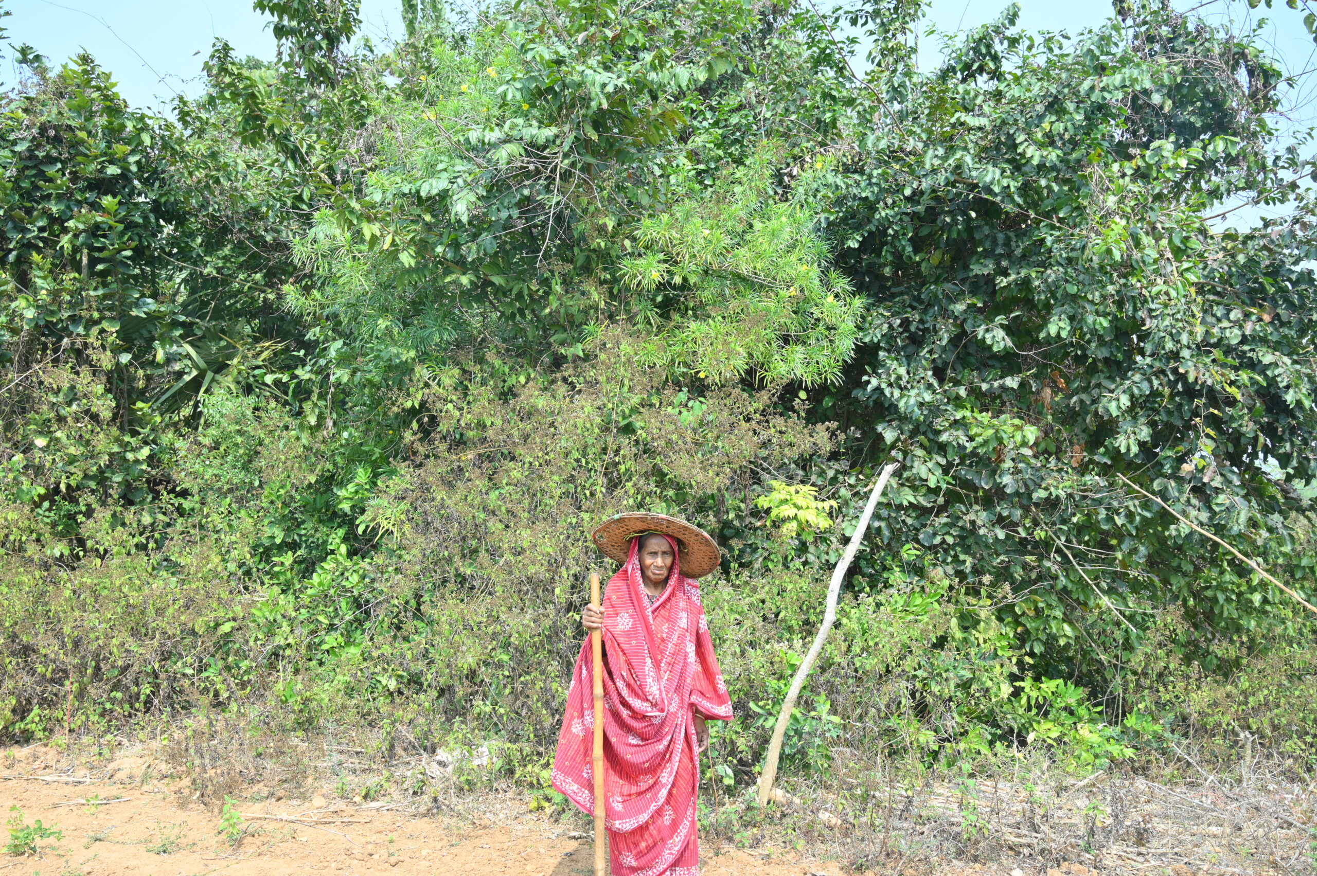 The Forest Will Remember Her: Remembering Sashi Mausi of Dengajhari, Nayagarh, Odisha