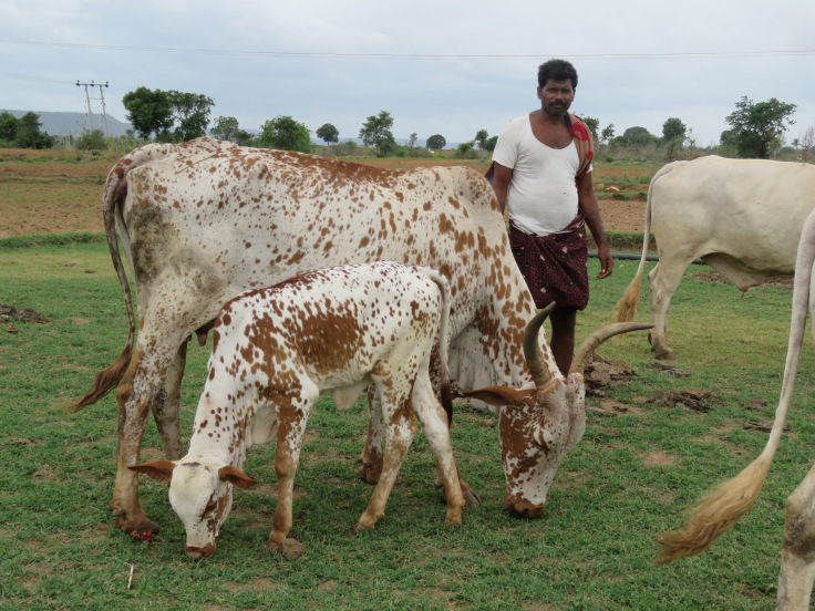 Indigenous Knowledge of Livestock Breeding and Management - Vikalp Sangam