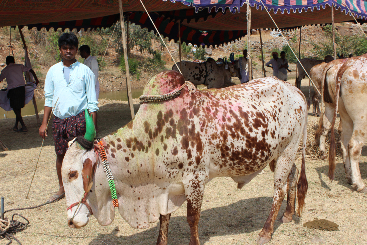 Indigenous Knowledge of Livestock Breeding and Management - Vikalp Sangam