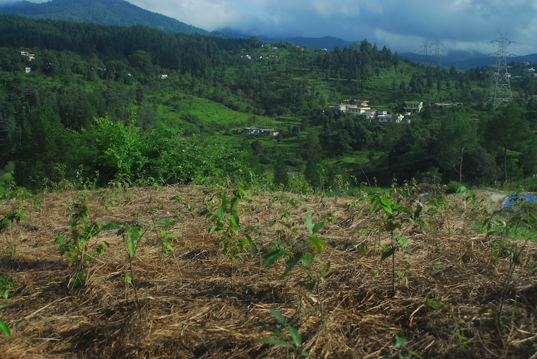 Reforesting the hillsides of the Himalayas - Vikalp Sangam