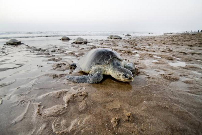 Gori, the rare albino crocodile, lays eggs after four decades