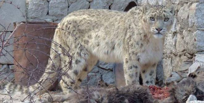 Kibber's snow leopards - Vikalp Sangam