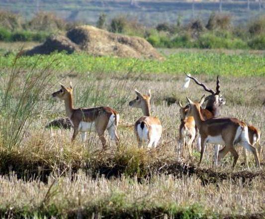 Where blackbuck are dearer than sons