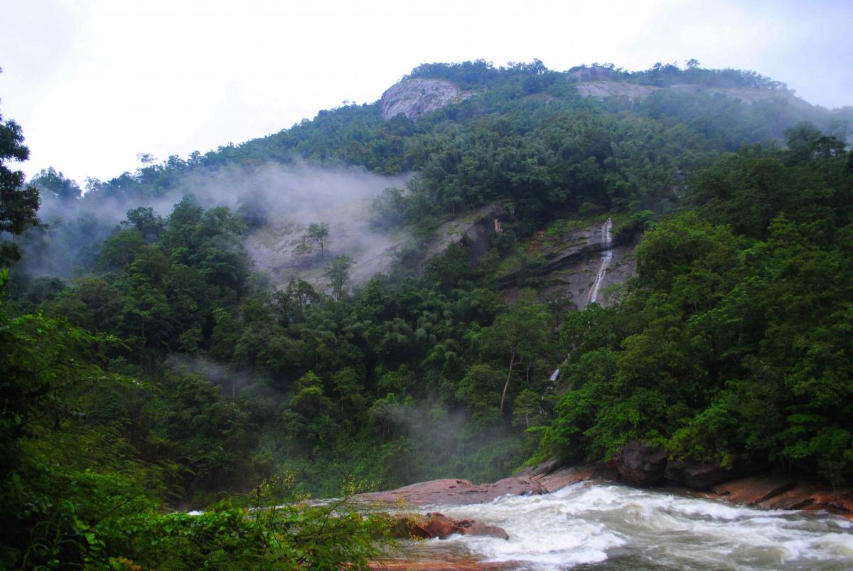 munnar forest