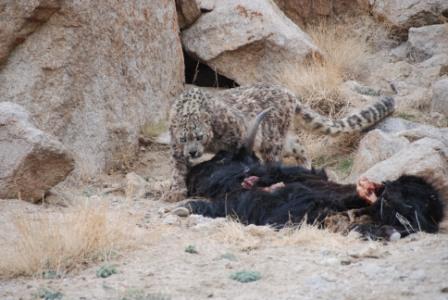 Protecting snow leopards with local communities - Vikalp Sangam