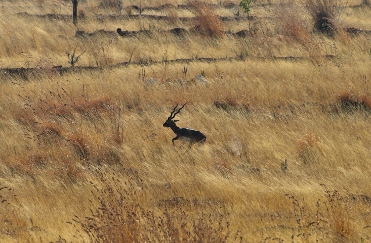 Blackbuck