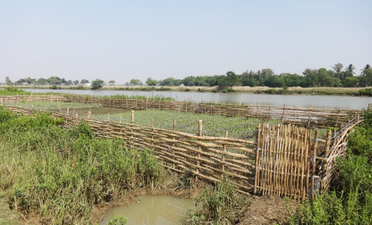 Mangrove nurseries protect coasts and livelihoods
