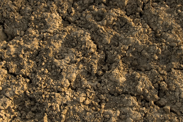 How do you feed thousands of people in Rajasthan without irrigation?