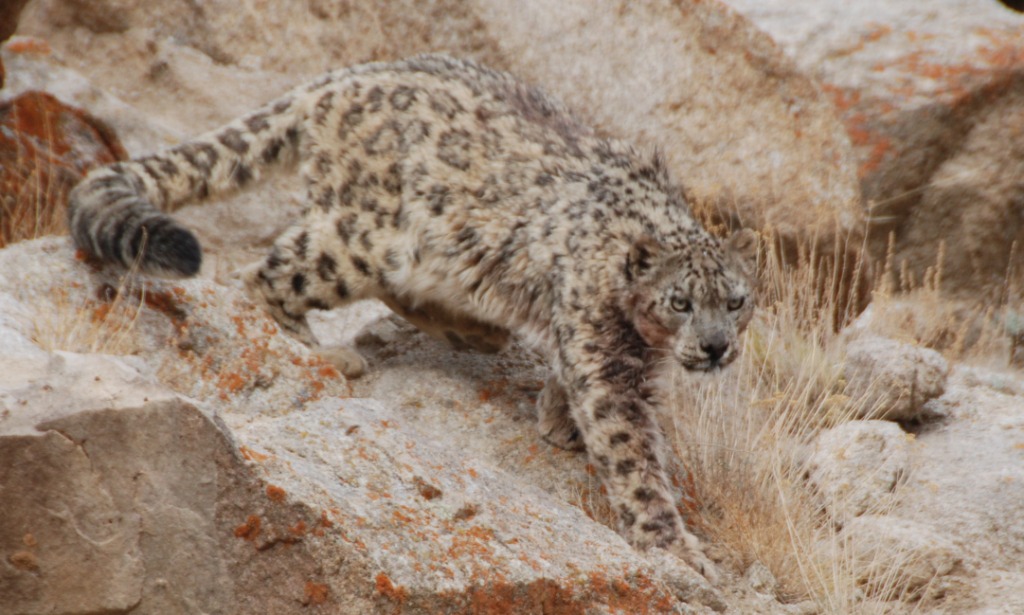 Spot The Snow Leopard In Under 7 Seconds! - Planet Custodian