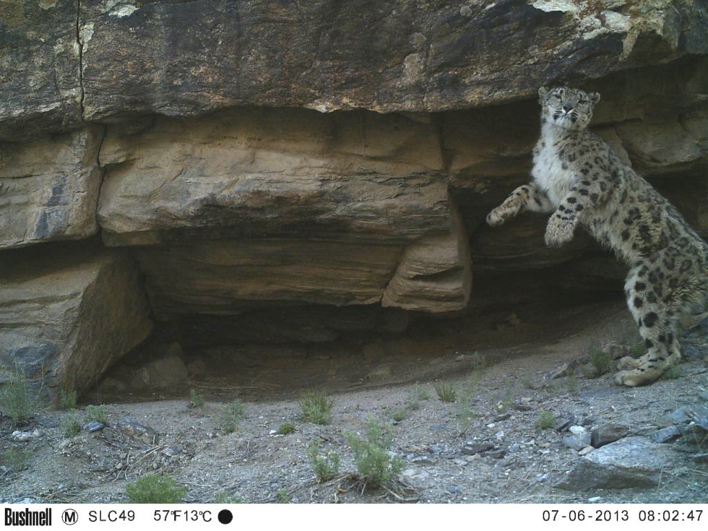 Camera Trap image of a Snow Leopard in Sham Valley