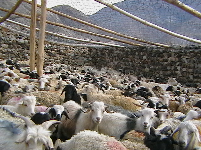 A predator proof corral in the Nubra Valley