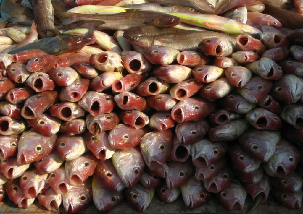 Do you really know your fish? - Vikalp Sangam