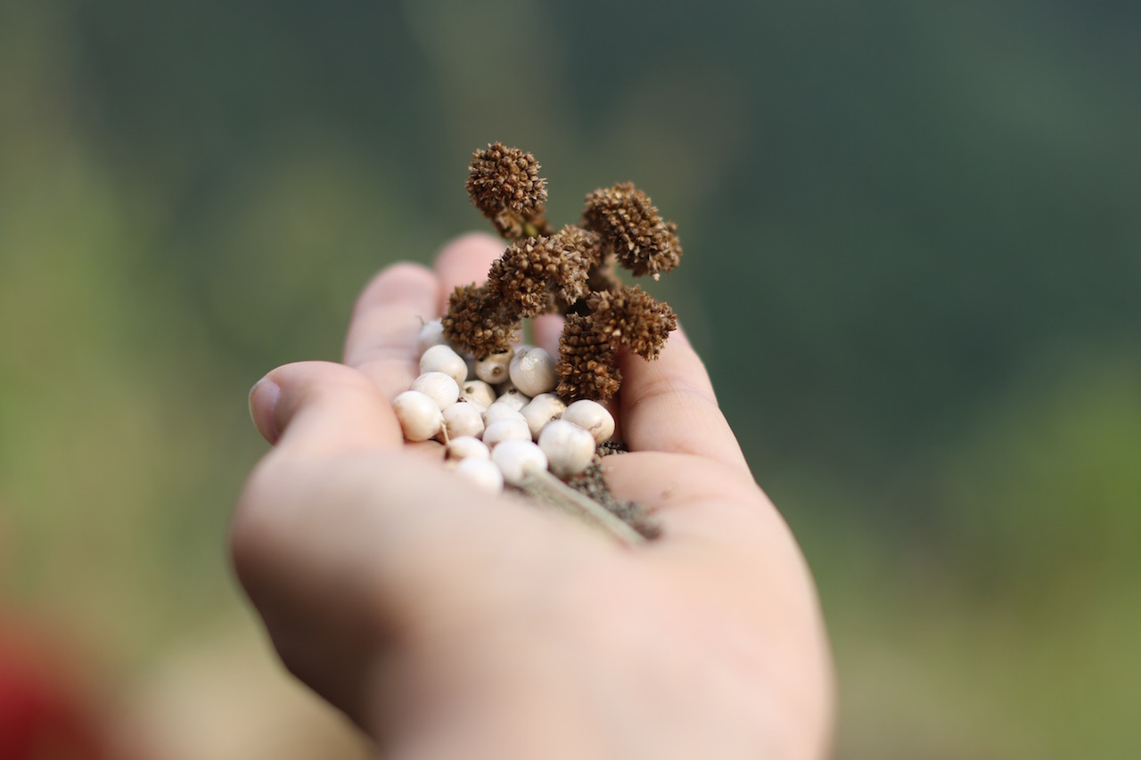 Stewards of Food Culture and Biodiversity: Voices from the Northeast