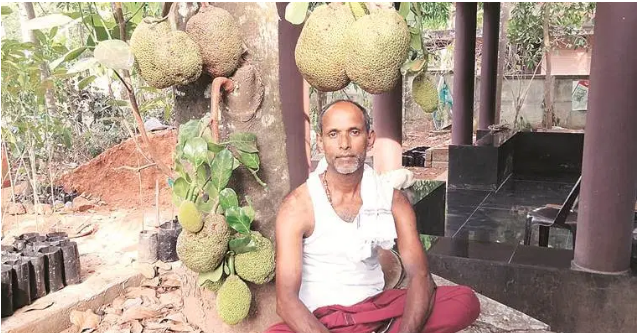 K.P. Mohan on Twitter: @ShashiTharoor @DrRanjithReddy @MahuaMoitra  Jackfruit sapling? Strange-looking variety if indeed it is jackfruit. /  Twitter