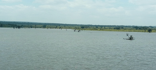 Lifeline for People, Forest, Land and Animals: Local River Bandai Revived