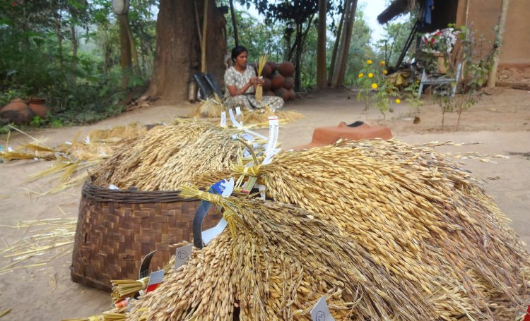 Yellow Shipping Polypropylene Rope at Rs 130/kilogram in Nagpur