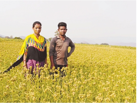 essay on agriculture of odisha