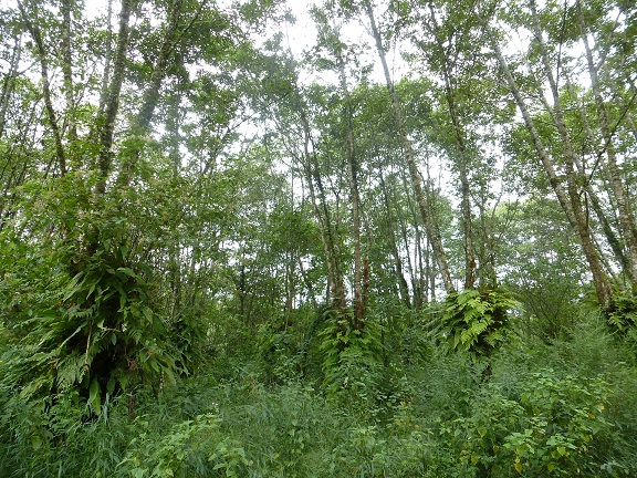 Sustainable form of Jhum cultivation in Khonoma