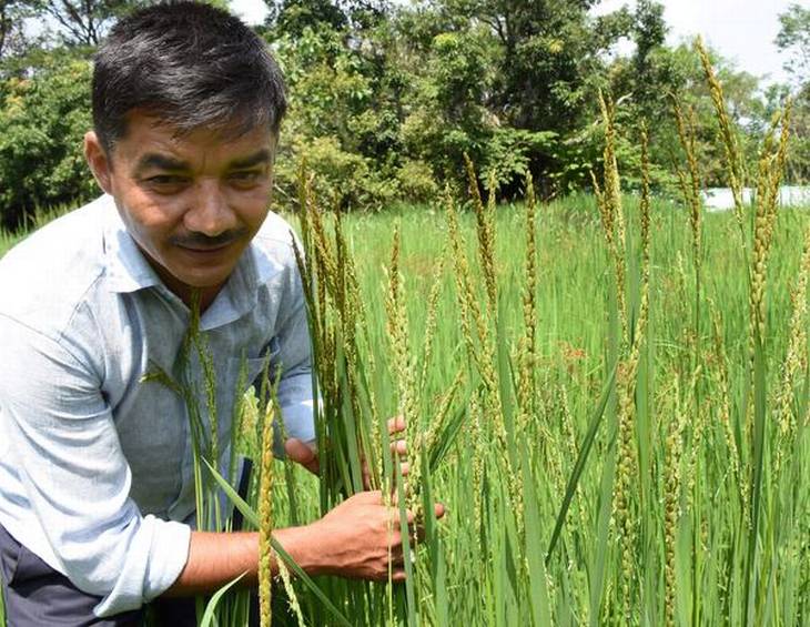 Two museums in Mandya are saving native paddy grains from extinction ...