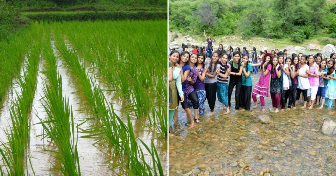 Reap What You Sow! Mangaluru Students Grow 1.4 Tonnes of Rice on Fallow Land