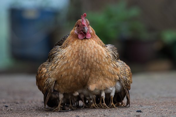 Create an Heirloom Recipe Scrapbook - The Whistling Rooster Homestead